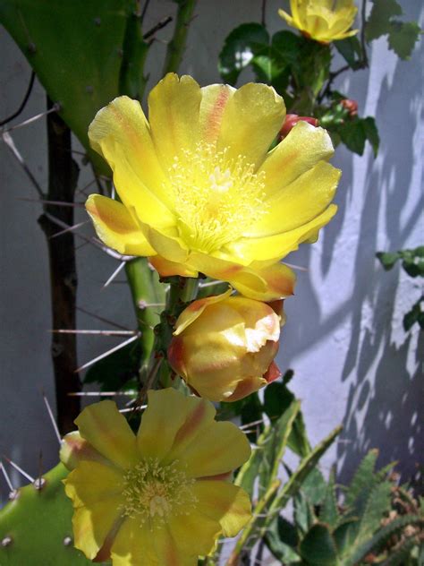 Flor De Tuna De Mi Balcón Naturaleza Balcones