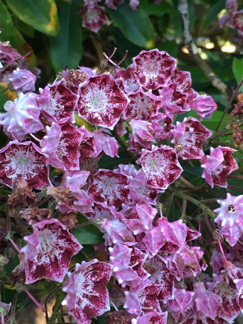 Kalmia latifolia - Trees and Shrubs Online