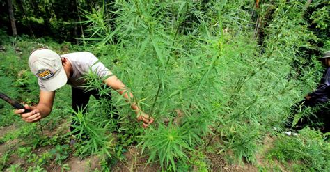 Penemuan Ladang Ganja Ha Di Aceh Selamatkan Juta J