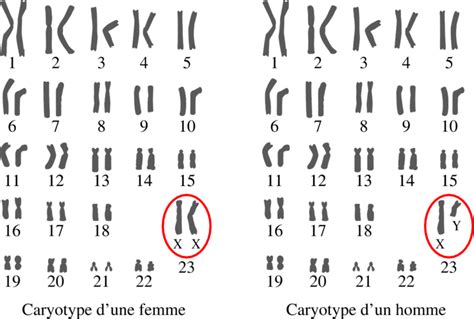 Image Tst2s Bio09i02 Chromosomes Et Caryotypes Réviser Le Cours