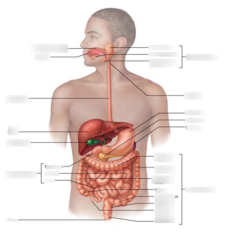 whole body diagram Diagram | Quizlet