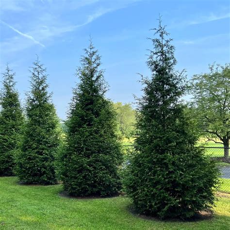 Thuja Green Giant | Evergreen & Privacy – Simply Trees