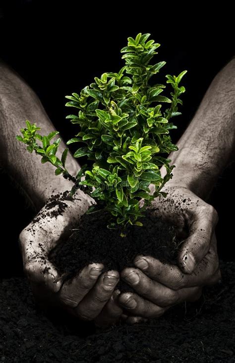 Tree In Hands Stock Photo Image Of Conservation Move 8374574