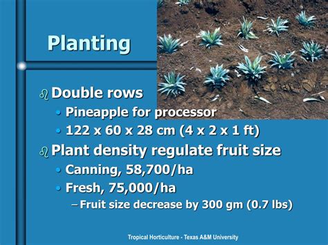 Ppt Pineapples Powerpoint Presentation Free Download Id159562