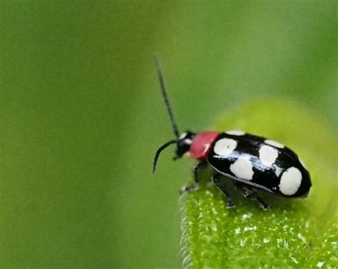 Eight Spotted Flea Beetle Project Noah