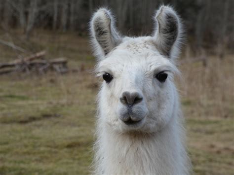 Llama White Stare Big - Free photo on Pixabay - Pixabay