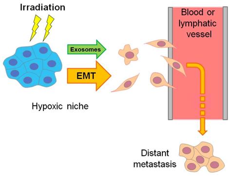 Cancers Free Full Text Hypoxia Induced Cancer Cell Responses