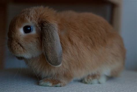 Mini Lop Caracter Sticas Personalidad Cuidados Y Curiosidades