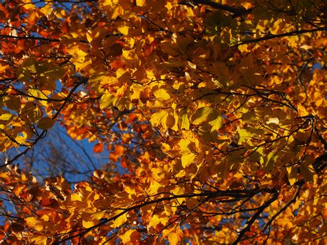 bright, gold Colored, leaf, low angle view, focus on foreground, season
