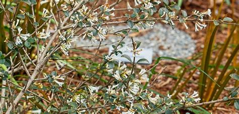 Osmanthus delavayi - Oceanside Garden