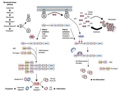 Figure From The Pyrin Inflammasome In Health And Disease Semantic