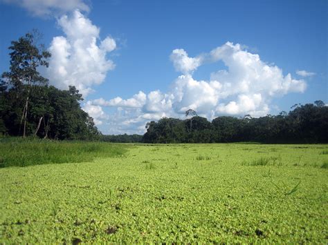 Excursión a la laguna de Yarinacocha en Pucallpa