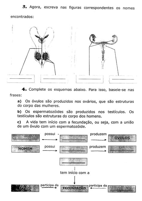 Atividades Sistema Reprodutor Masculino E Feminino 5o Ano Com Gabarito