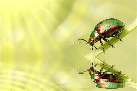 Green beetle Stock Photo by ©nature78 2645201