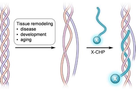 Collagen Hybridizing Peptide Iq Products