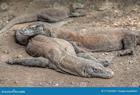 Le Dragon De Komodo Fin De Vue De Face Nom Scientifique De Varanus