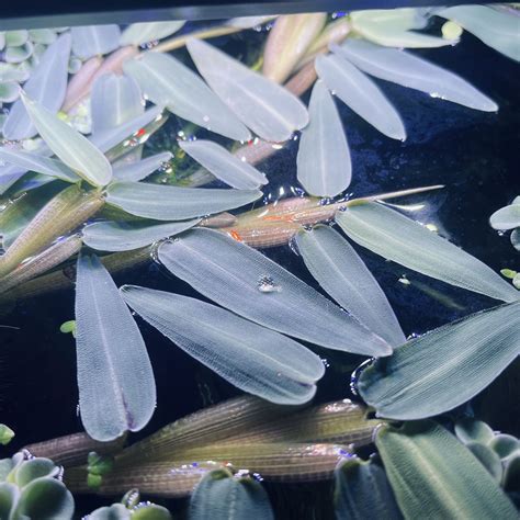 Rare Aquatic Floaters Hygroryza Aristata For Sale In Beaumont Ca Offerup Floating Plants