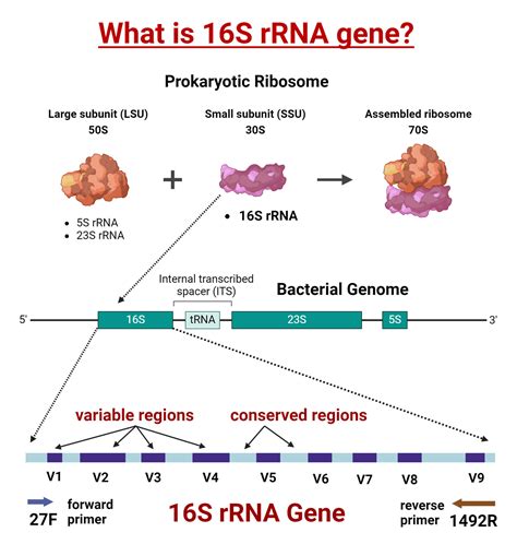 16S rRNA Gene Sequencing: Principle, Steps, Uses, Diagram