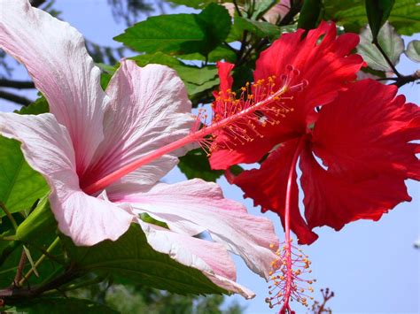 Гибискус - экзотический красавец [Сорта; Фото; Виды #2023; Уход]