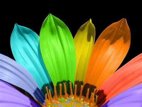 Rainbow Flowers Wallpapers Top Free Rainbow Flowers Backgrounds Wallpaperaccess