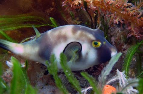 Omegophora Pufferfish Appears In Japan Reef Builders The Reef And