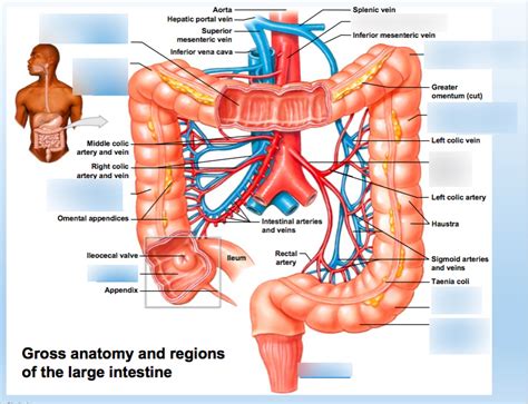 Ch Diagram Digestive System Colon Diagram Quizlet