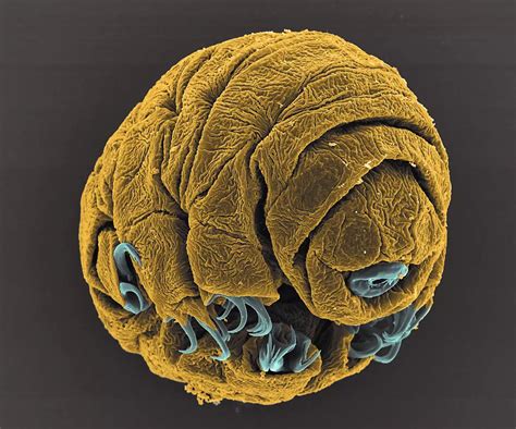 This Is A Hour Old Embryo From A Tardigrade Aka Water Bear A Type