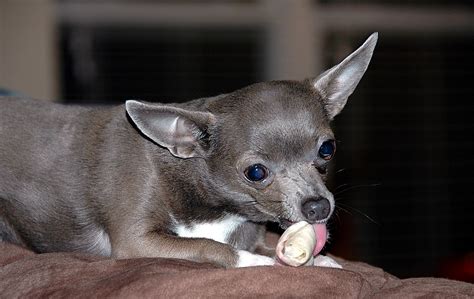 Cute Chihuahua Free Stock Photo Public Domain Pictures