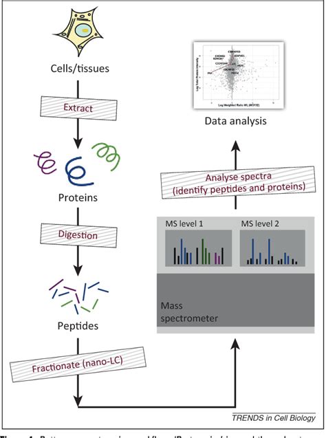 Figure 1 From A Perspective On Proteomics In Cell Biology Semantic