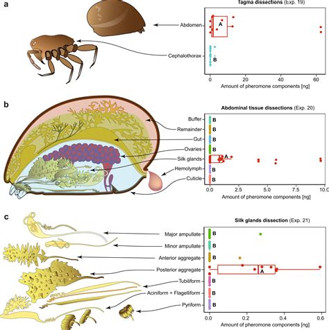 How female false widow spiders use their 'spidey senses' to attract ...