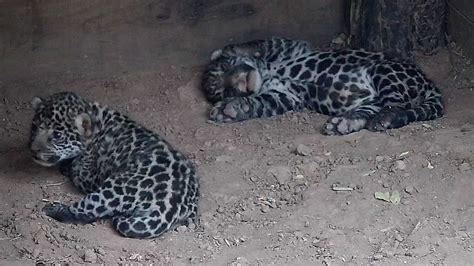 Nacieron Dos Yaguaret S En El Parque Nacional El Impenetrable Portal