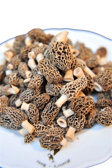 Dried Morel Mushrooms – Harmain