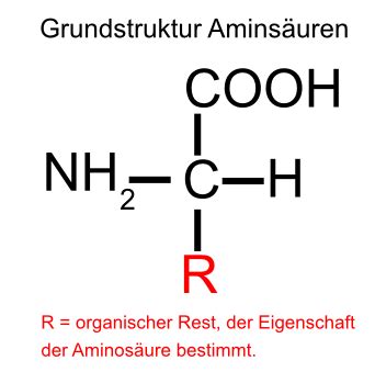 Aminos Uren Grundbaustein Der Proteine Naturstoffe