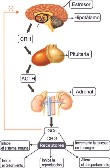 Ruta De Activaci N Del Eje Hipot Lamo Pituitaria Adrenal Hpa Desde