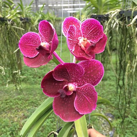 Kt V Kultana Magic X V Lumpini Red Kultana Orchids