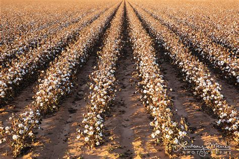 Endless Cotton Lubbock Texas Cotton Photography Travlin Photography