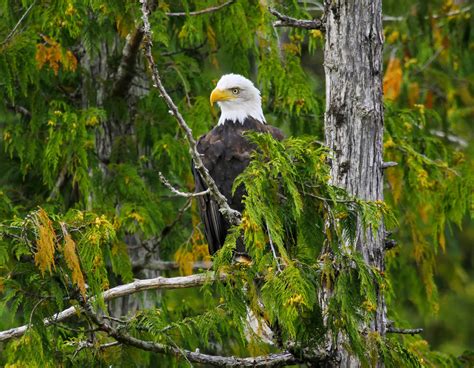 Haida Gwaii Kayaking Tours In Gwaii Haanas Park Since 1988