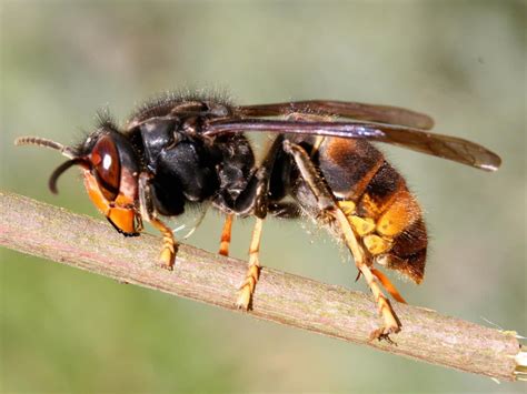 Asian Hornets What Is Insect Expected To Surge In Numbers In Uk This