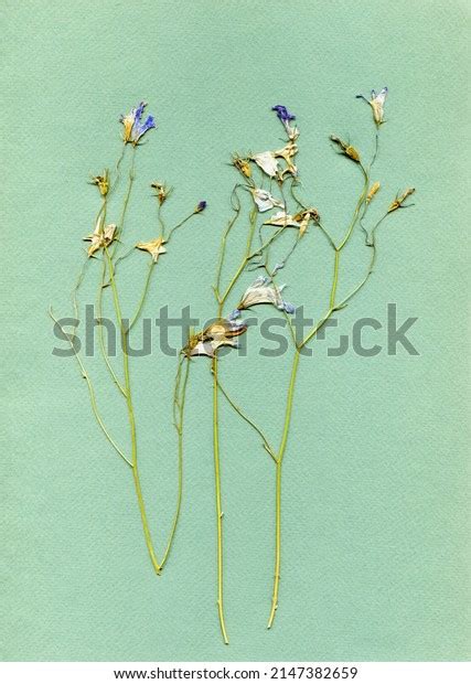 Vintage Herbarium Composition Pressed Dried Graceful Stock Photo