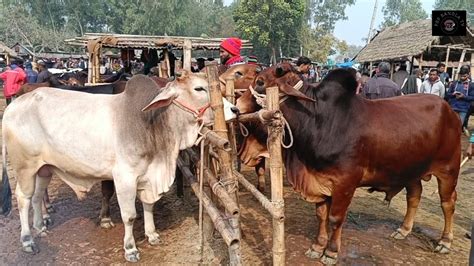 2212024 বড় বড় শাহীওয়াল জাতের খামার উপযোগী ষাঁড় গরুর কেনা বেচা আমবাড়ী হাটে Youtube