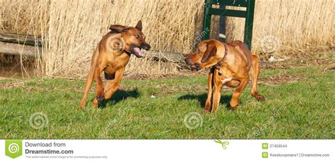 Two Dogs Fighting In Park Royalty-Free Stock Photo | CartoonDealer.com ...