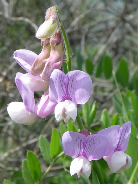 Flower Cluster Photos Of Lathyrus Vestitus Fabaceae