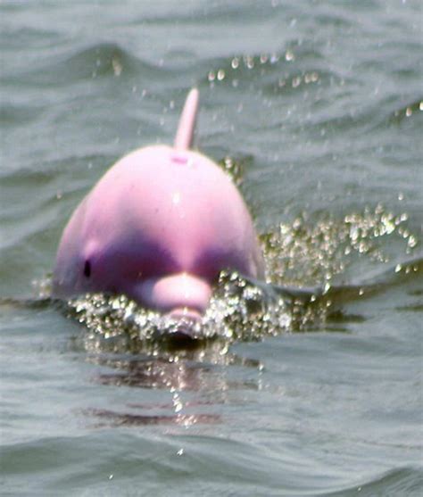 Boaters Spot A Rare Sight Capture A Pink Dolphin Swimming Then They