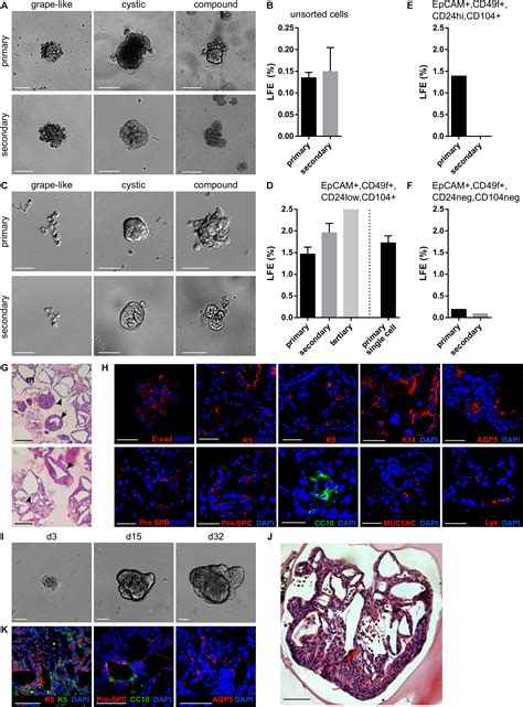 Frontiers 3d Cell Culture Models Demonstrate A Role For Fgf And Wnt Signaling In Regulation Of