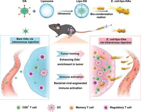 Schematic Representation Of Selfpropelled Bacteriumvessels Carrying