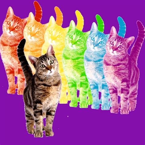 Huge Rainbow Cat