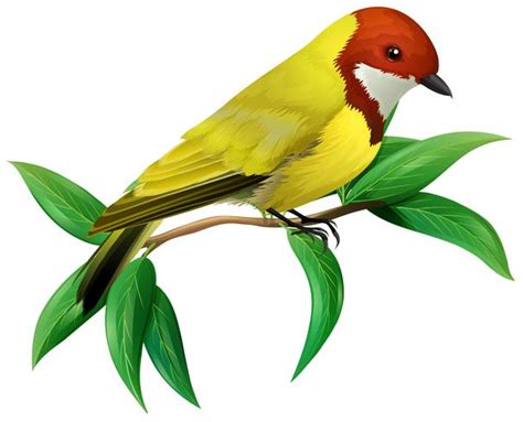 A Colourful Bird on White Background 301669 Vector Art at Vecteezy