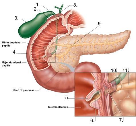 Hepatopancreatic Sphincter Ampulla