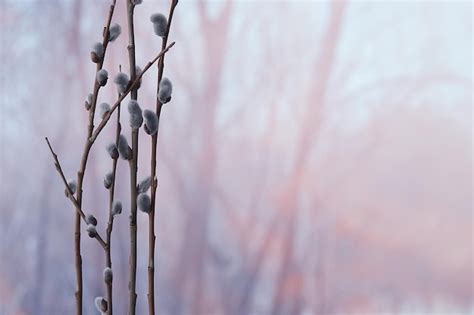 Premium Photo Pussy Willow Willow Branches Bloom Spring Concept Easter Holiday Background