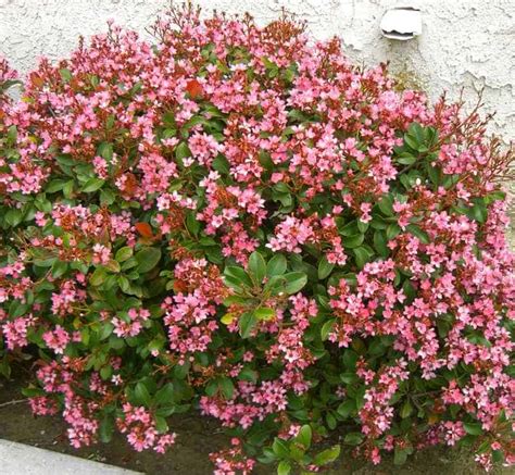 Indian Hawthorn Rhaphiolepis - Garden View Landscape, Nursery and Pools